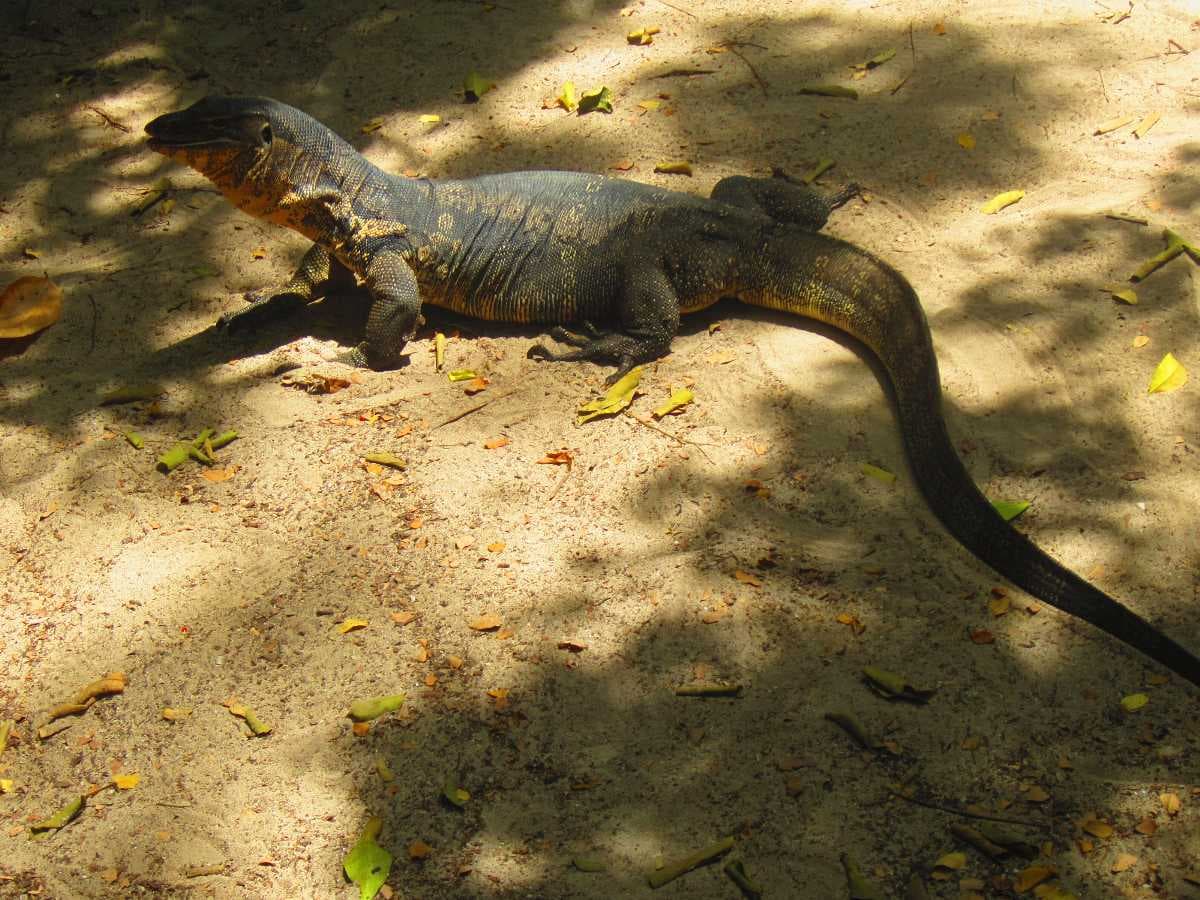 Iguana Found on Koh Rok Island