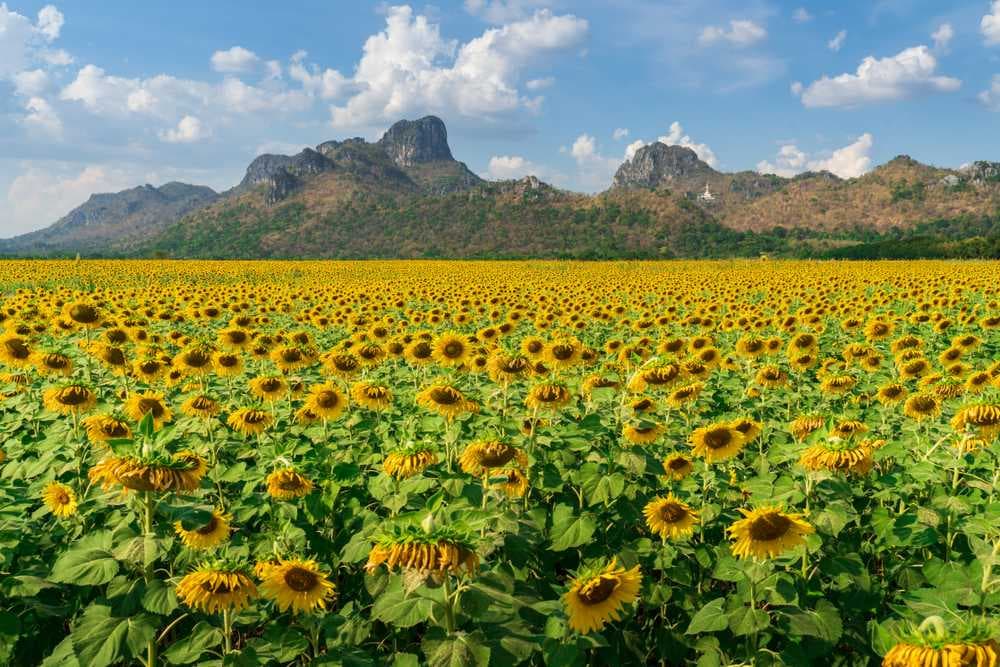 Beautiful Blooming Sunflower Field, Lopburi