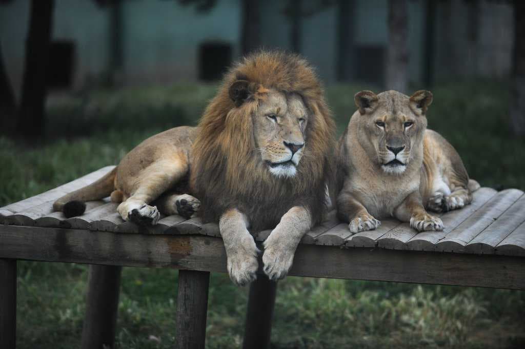 Lions at Bursa Zoo