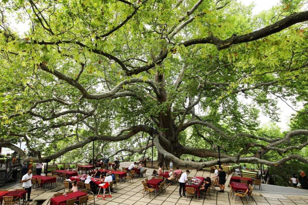 Inkaya Tarihi Cinar is a memorial plane tree that is almost 800 years old