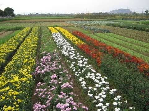 Haiphong travel image