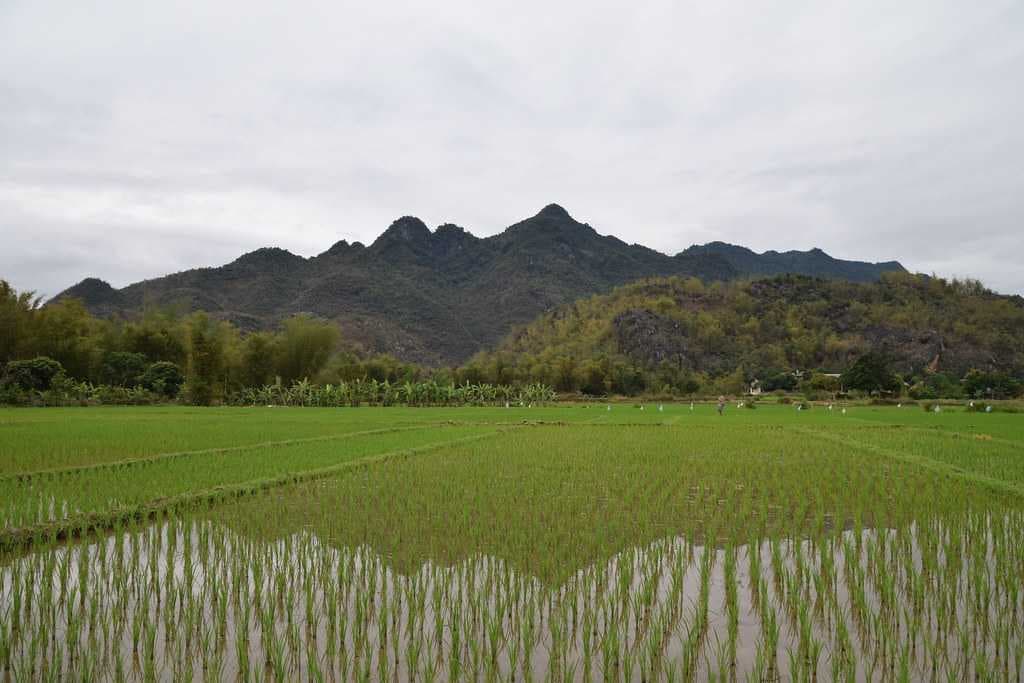 Rice Crops - Grown Throughout the Year in Mai Chau