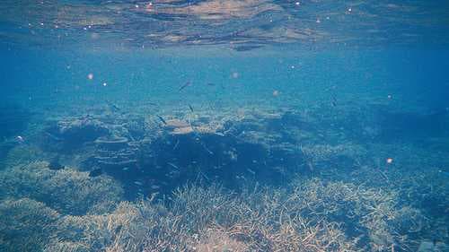Great Barrier Reef
