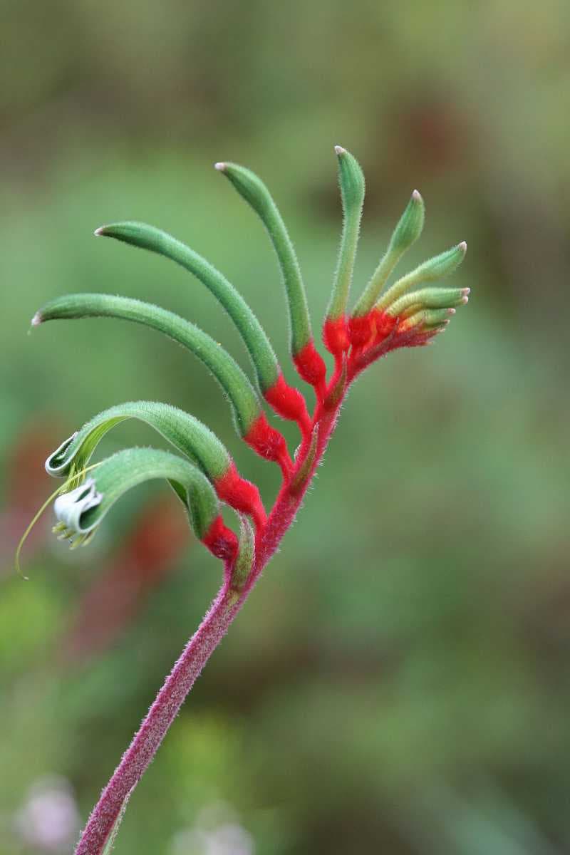 Kangaroo Paw at Kings Park