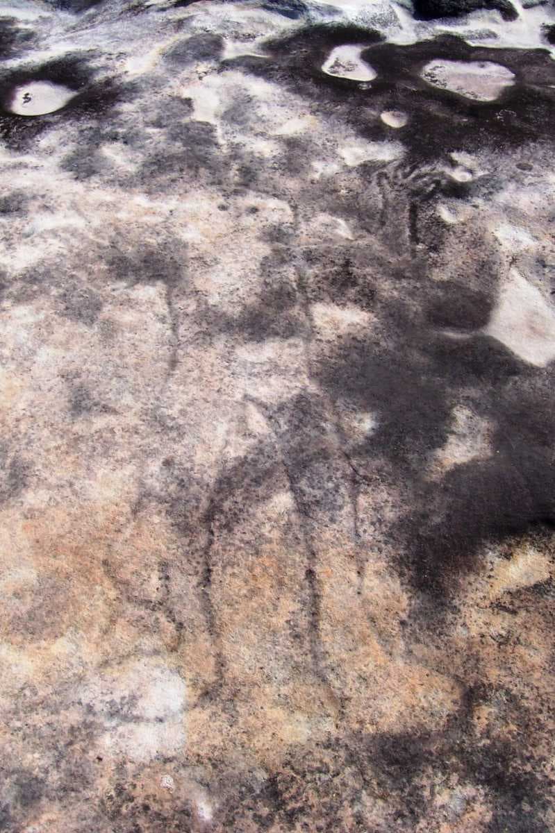Petroglyph in Sydneys Ku-ring-gai Chase National Park