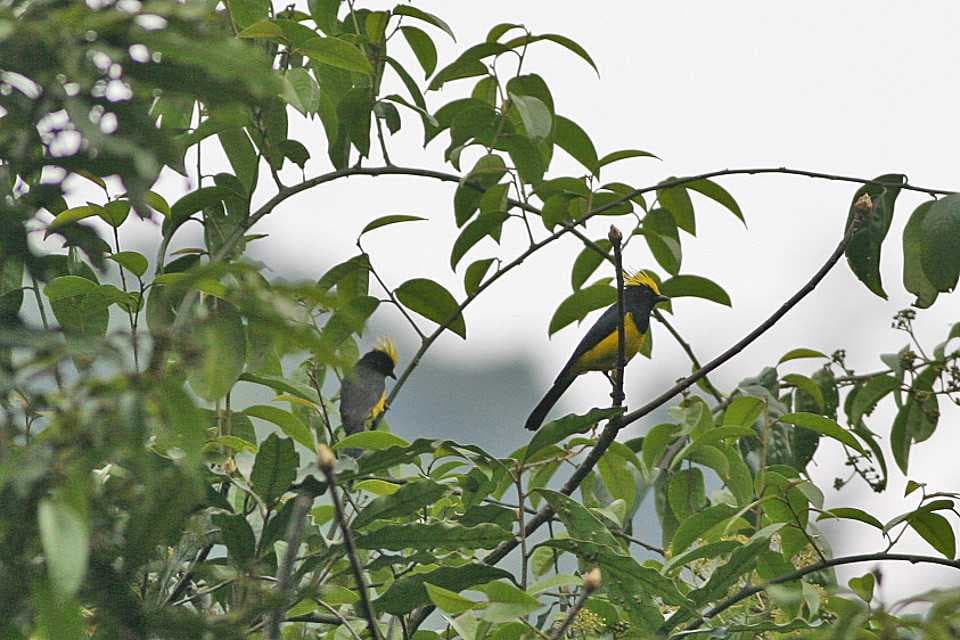 Sultan Tit (Large Song Bird) Found in Samdrup Jongkhar
