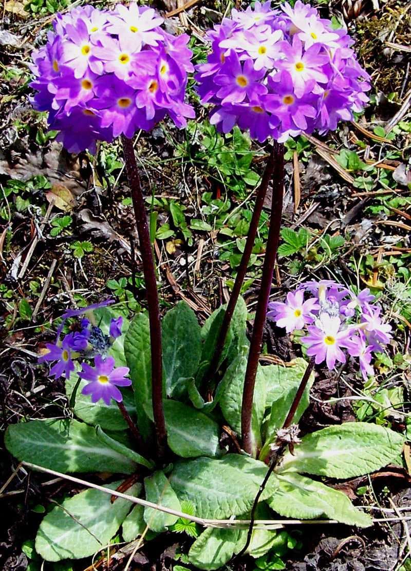 Royal Botanical Garden, Thimphu travel image