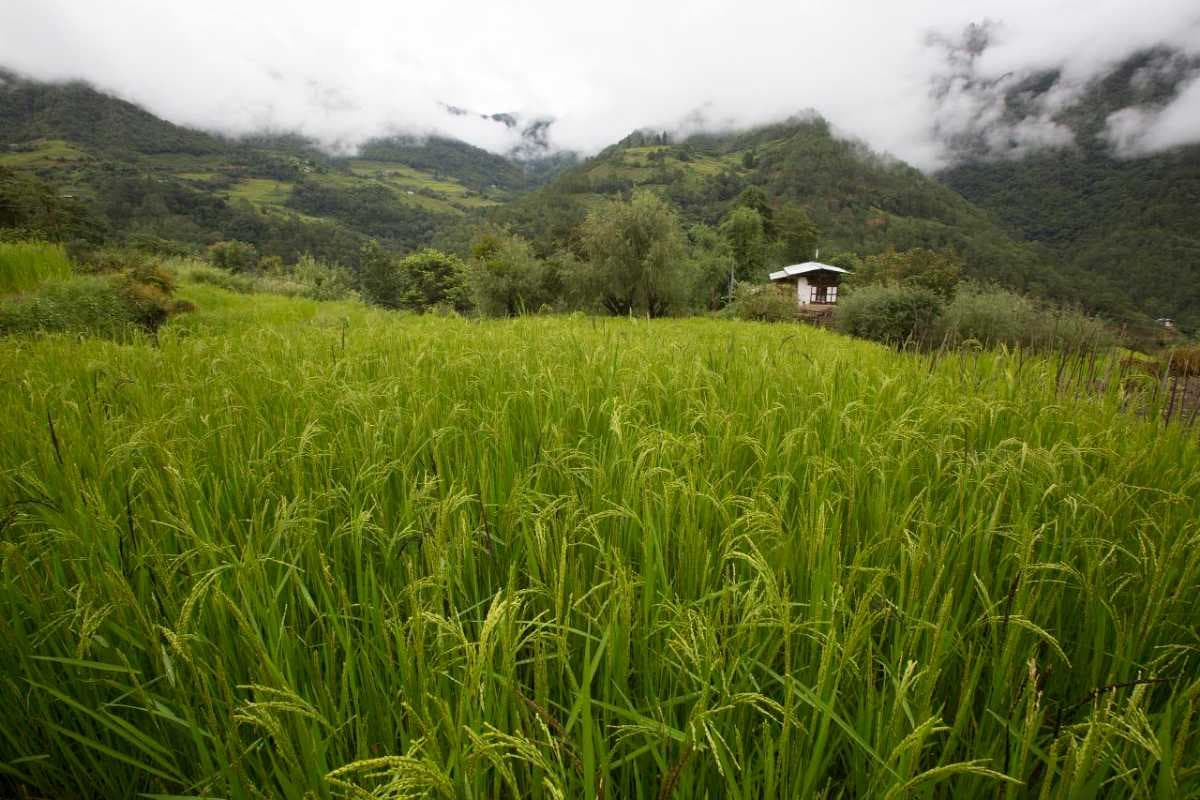 Thedtsho - Beautiful Village of Wangdue Phodrang