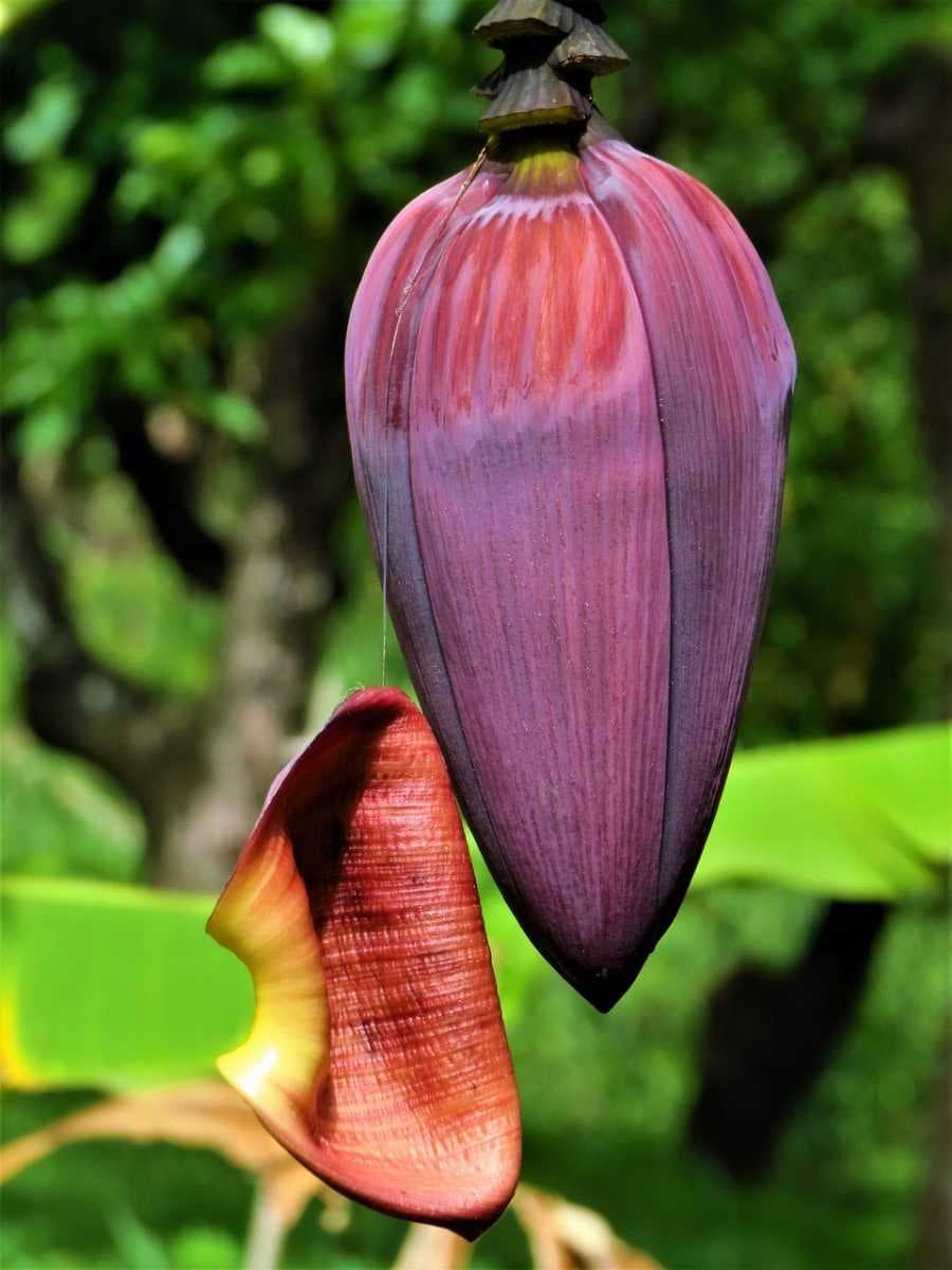 Dominica