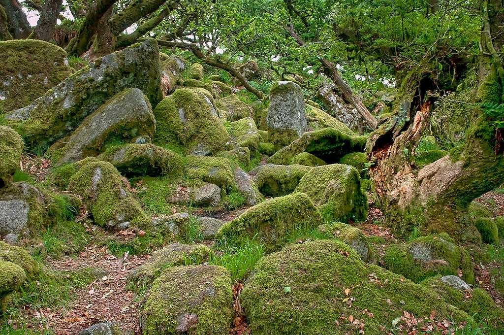 Inside Wistman's Wood in summer