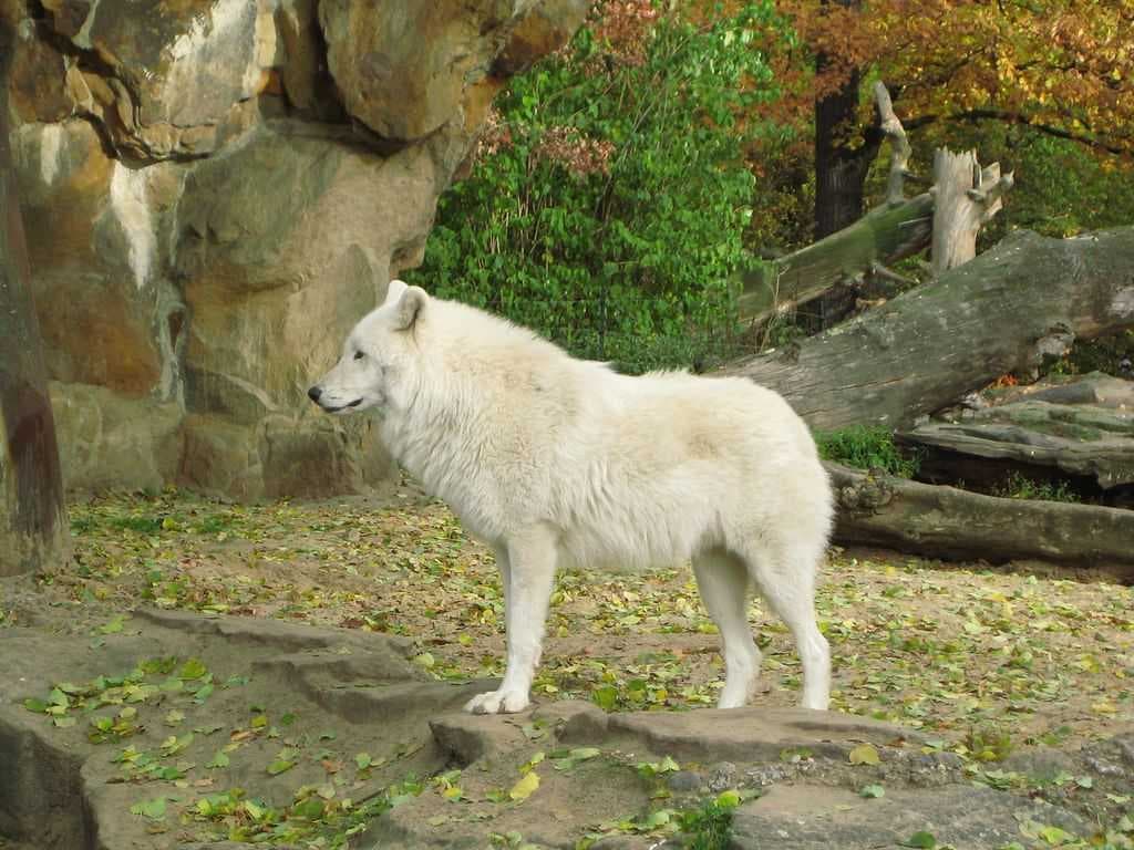 Zoo Berlin travel image