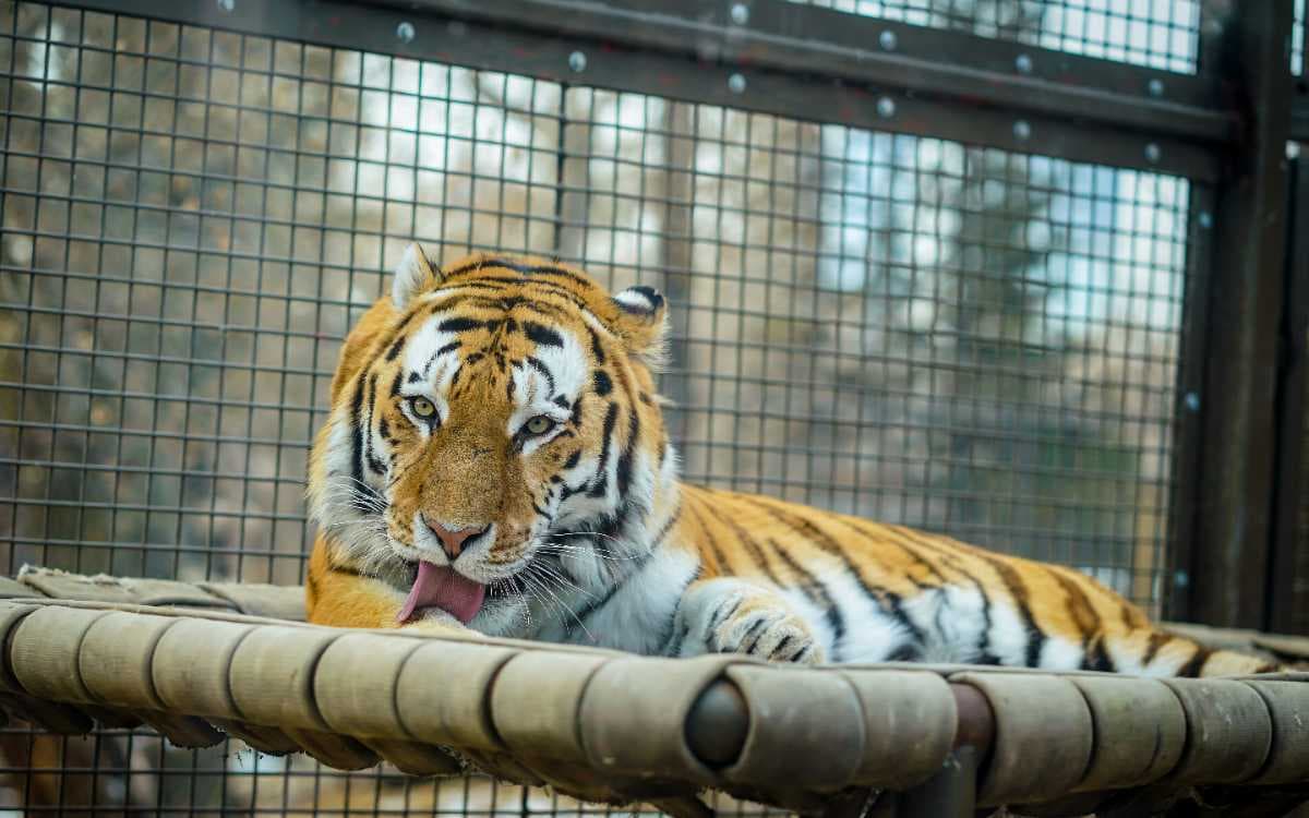 Kamla Nehru Zoo