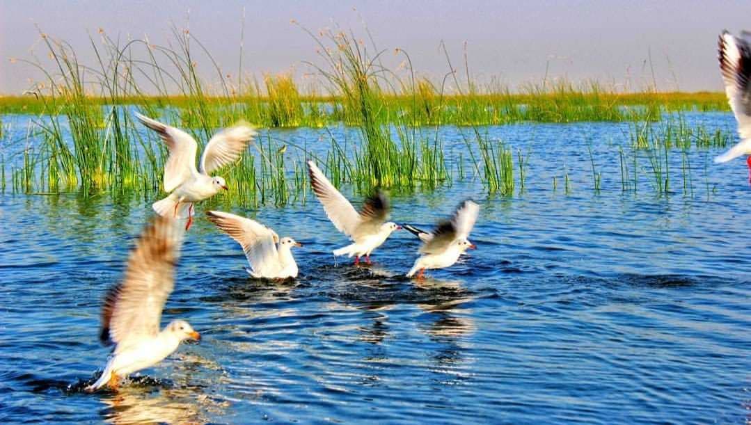 Nalsarovar Bird Sanctuary - Occupies an Area of 120 kms