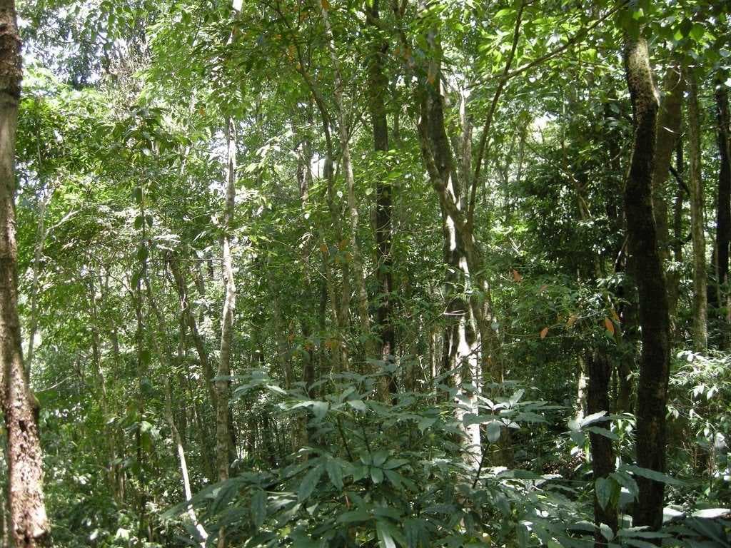 Dampa Tiger Reserve travel image