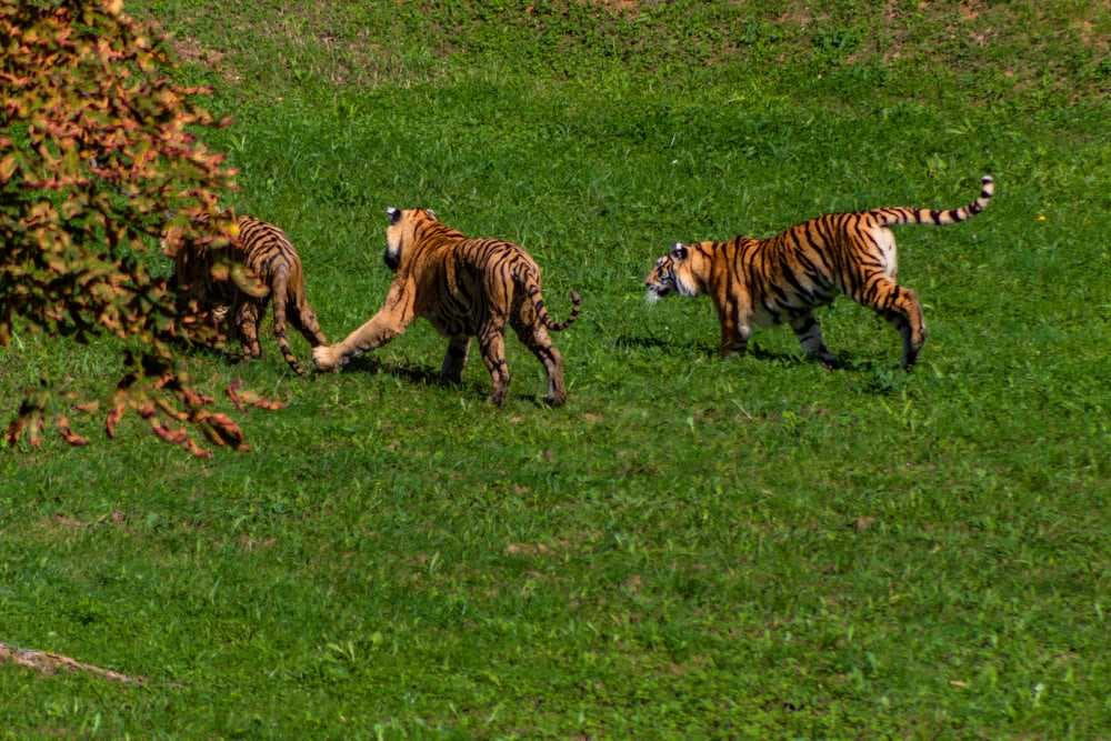 Group of Bengal Tigers Playing in Sariska Wildlife Sanctuary, Alwar
