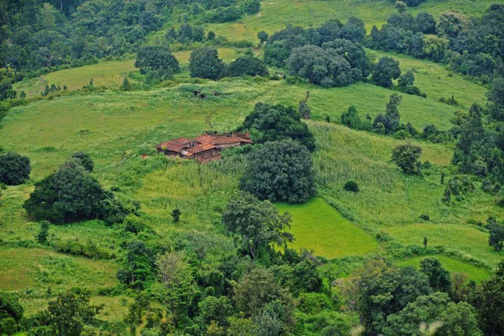 Densely Grown Green Vegetation in Amarkantak