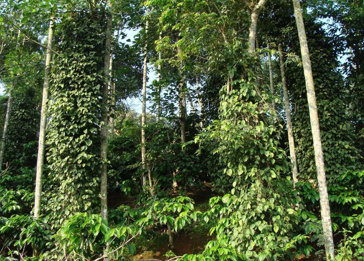 Baghmara Forest Reserve - Rich in Biodiversity