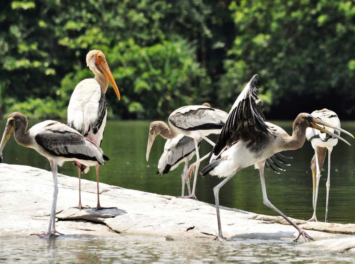 Cyberian Cranes - Found in Large Number at Siju Sanctuary