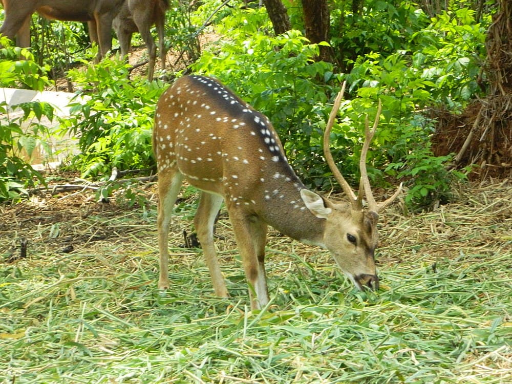 Bannerghatta National Park travel image