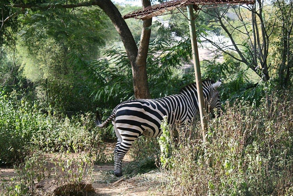 Bannerghatta National Park travel image