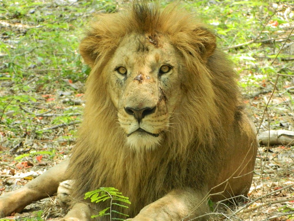 Bannerghatta National Park travel image