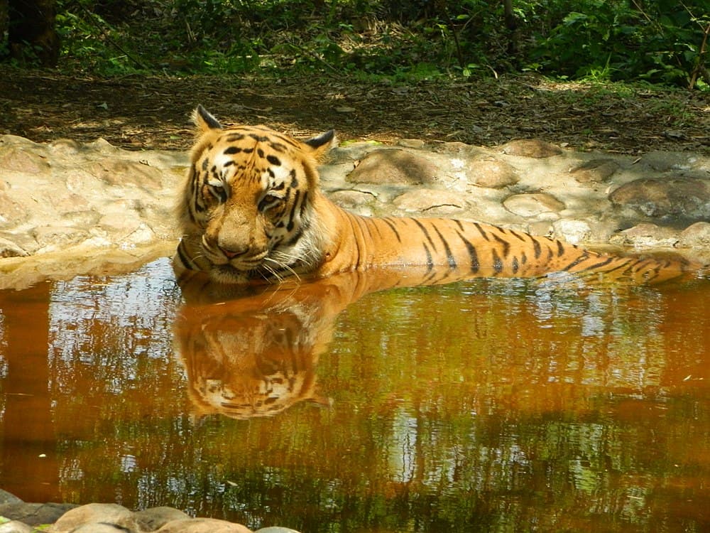 Bannerghatta National Park travel image