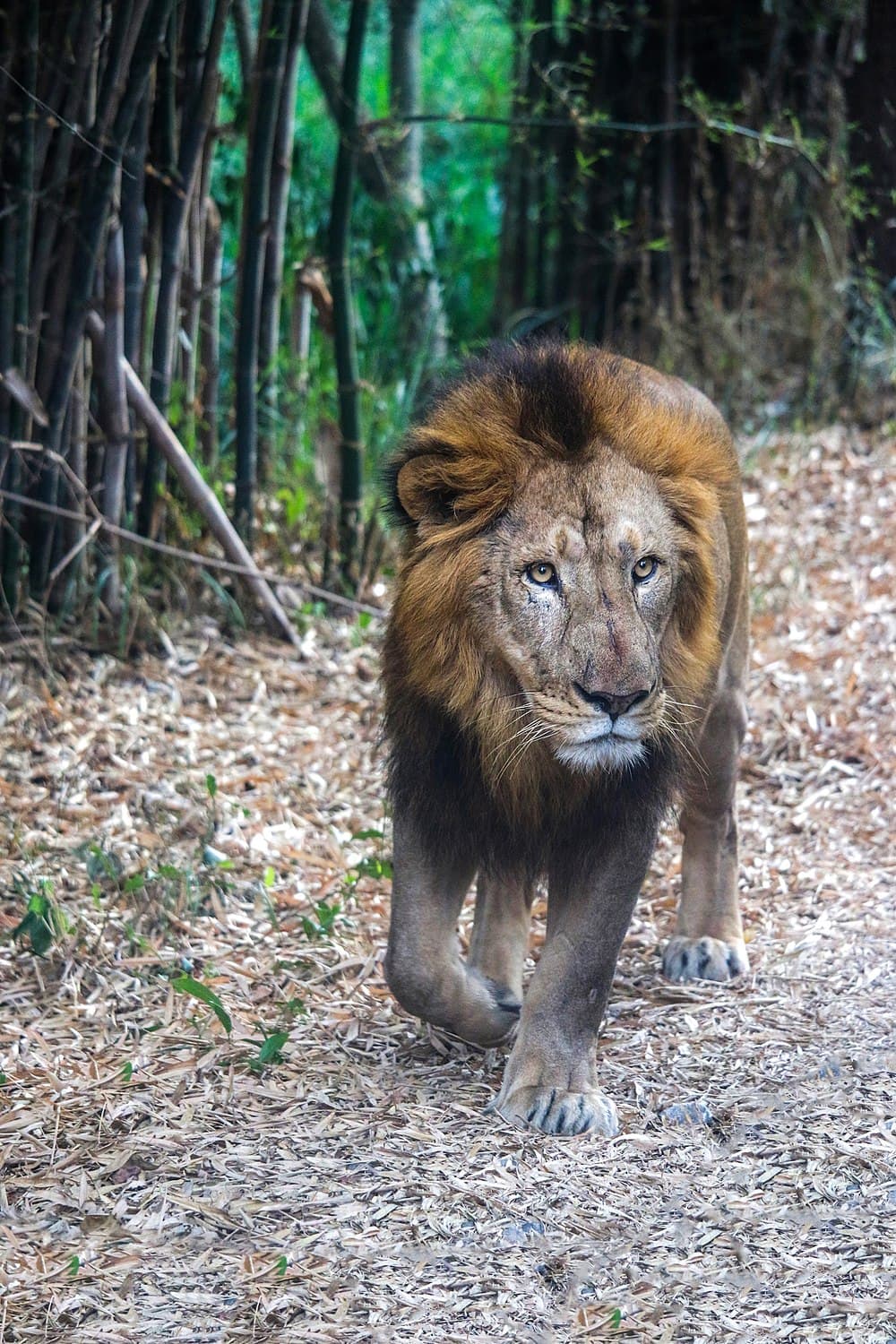 Bannerghatta National Park travel image