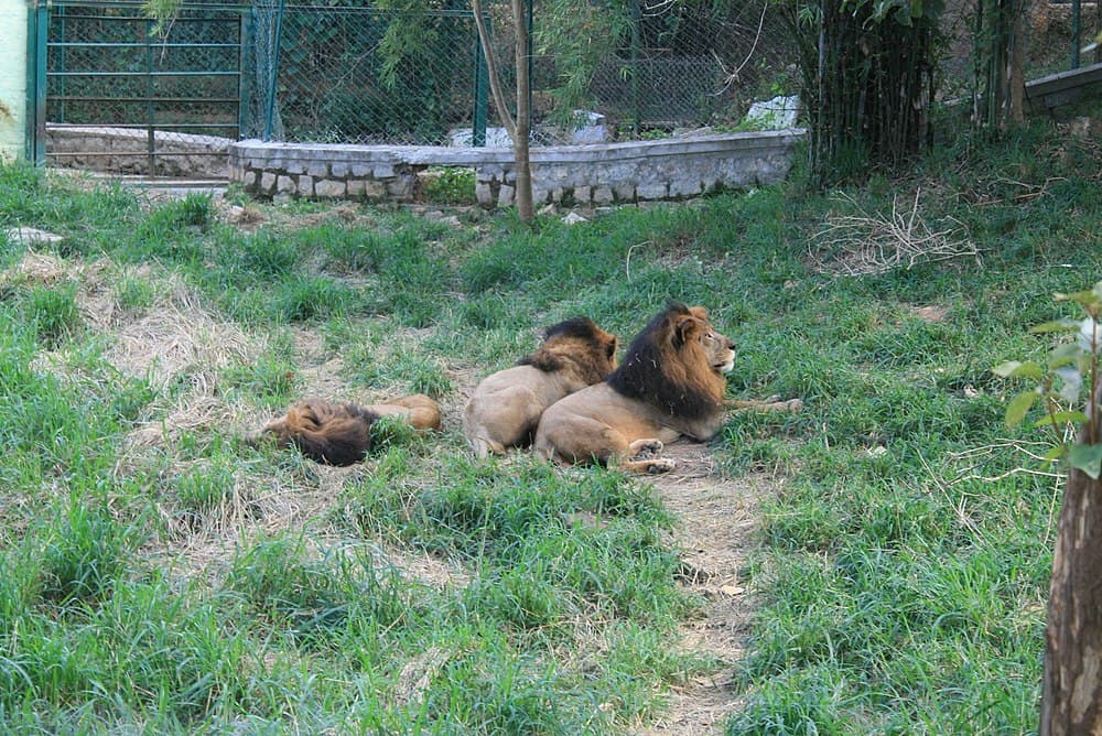 Bannerghatta National Park travel image