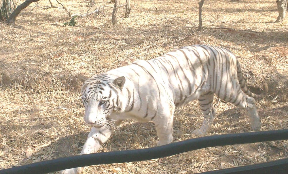 Bannerghatta National Park travel image