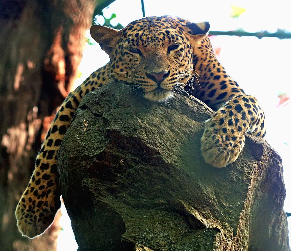 Bannerghatta National Park travel image