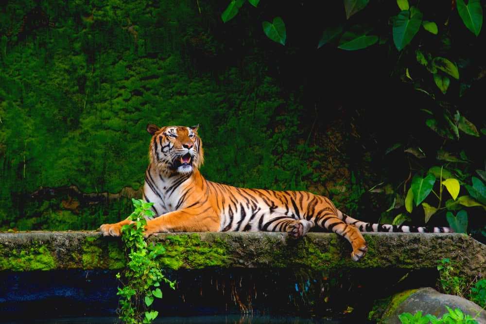 Bengal Tigers - Most Commonly Found in Simlipal National Park