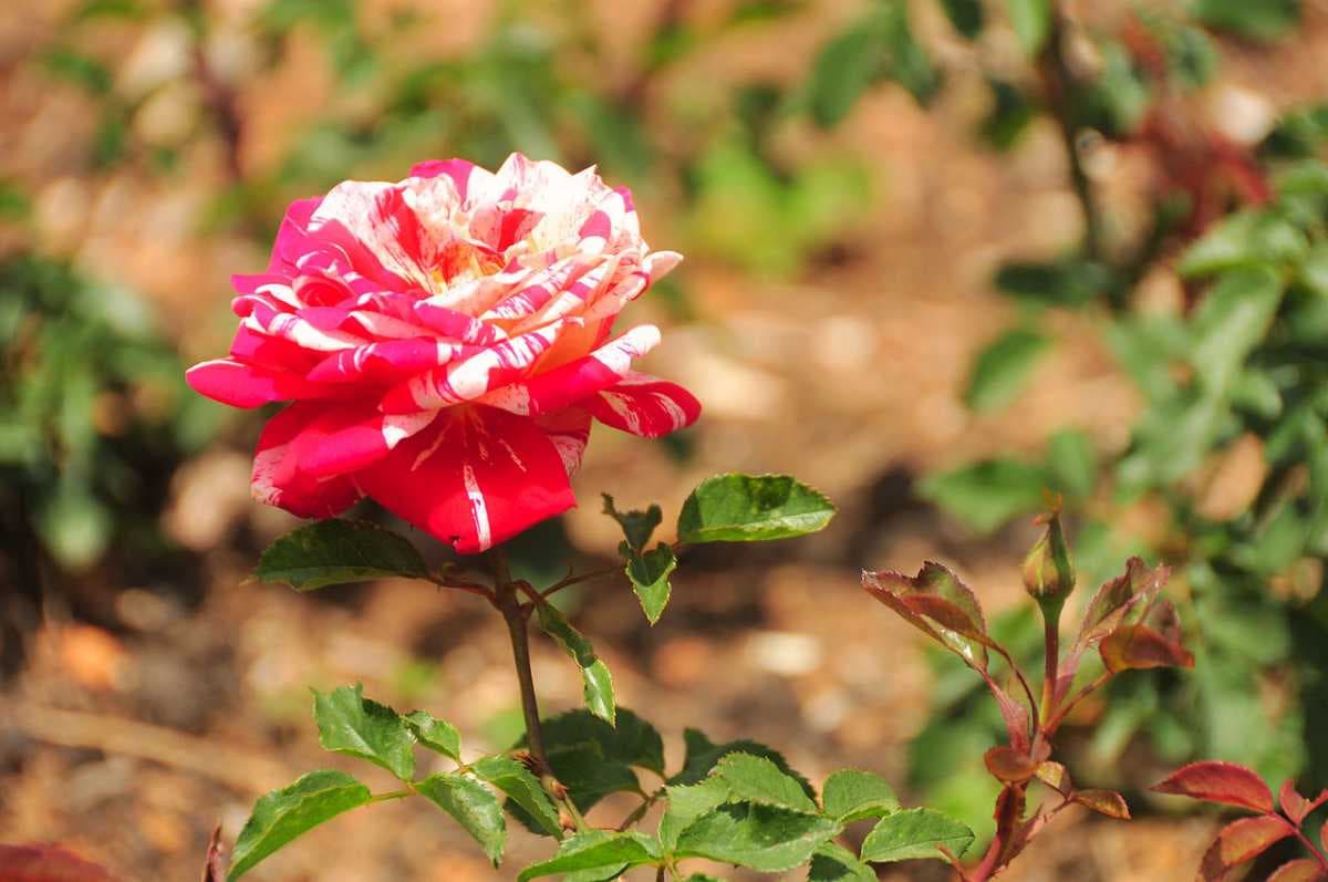Rose Garden, Bhatinda