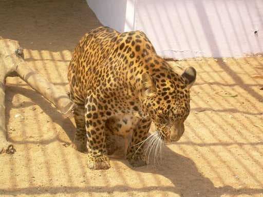 Bhamragarh Wildlife Sanctuary