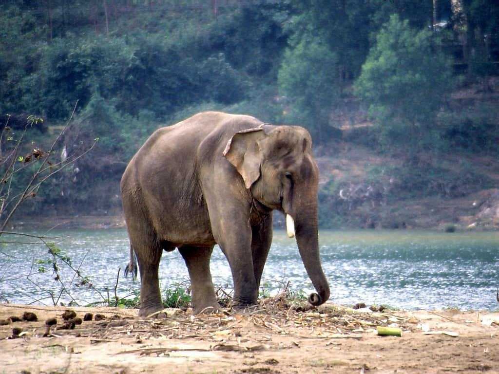 Asian Elephant Spotted at Koundinya Wildlife