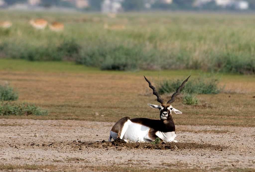 Tal Chappar Sanctuary travel image