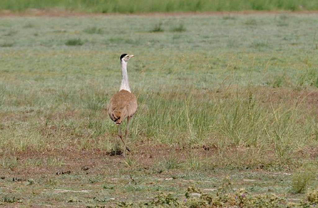 Tal Chappar Sanctuary travel image