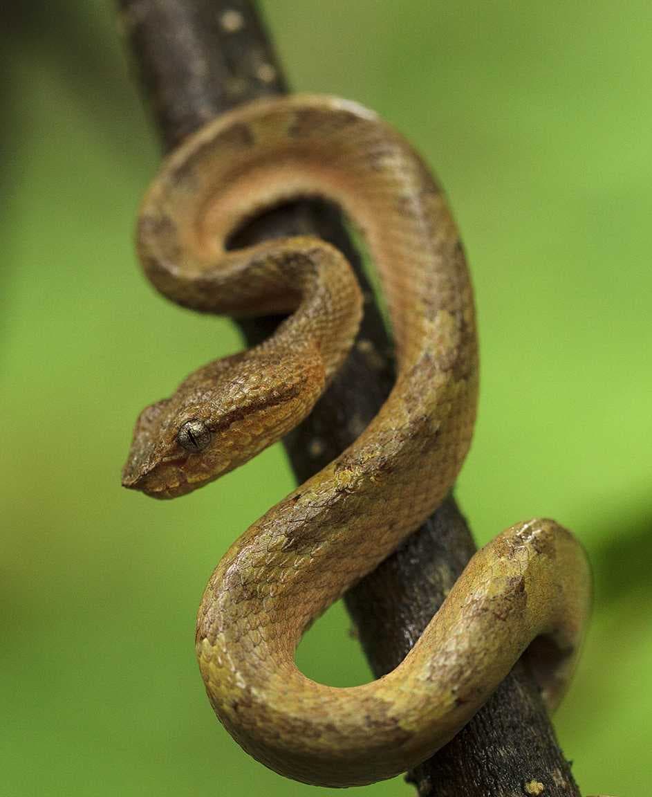 Brahmagiri Wildlife Sanctuary travel image