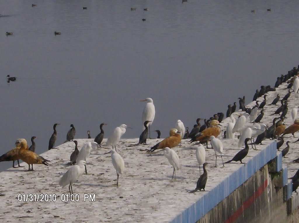Assan Barrage travel image