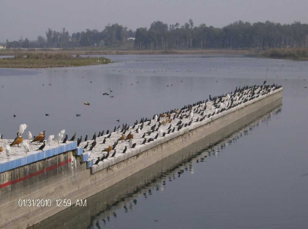 Assan Barrage travel image