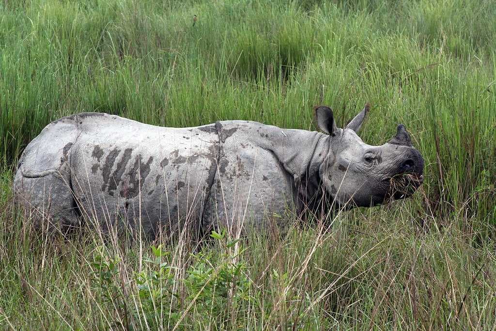 Dibru Saikhowa National Park travel image