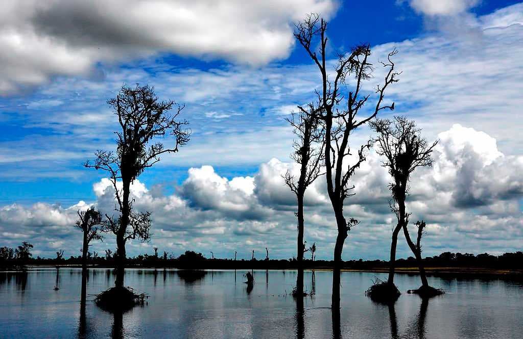 Dibru Saikhowa National Park - One of the Major Biodiversity Hotspot in World