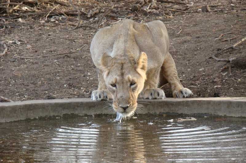 Gir National Park