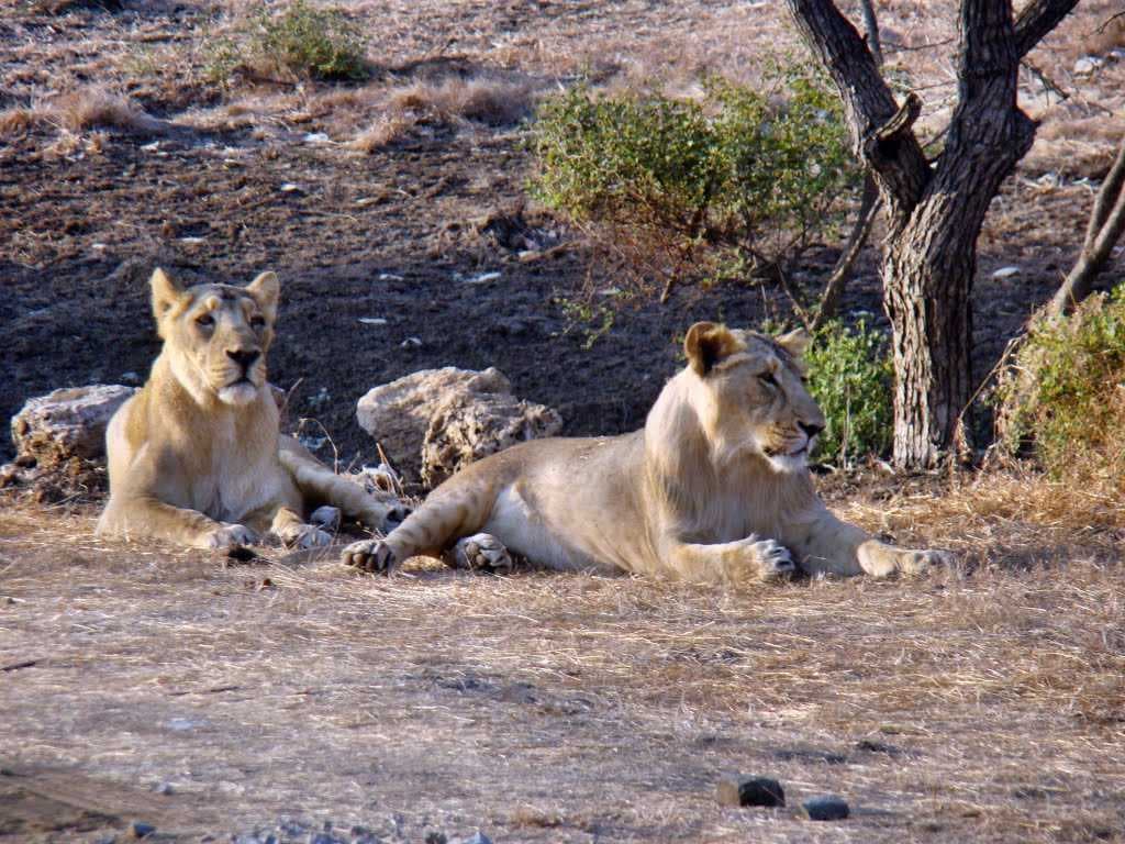 GIR LION