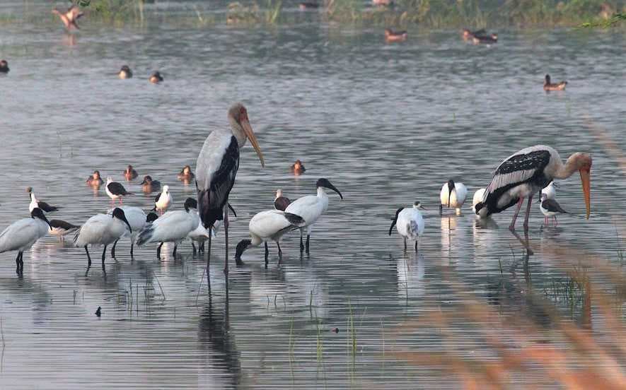 Sultanpur Bird Sanctuary - Home to Numerous Migrant Birds