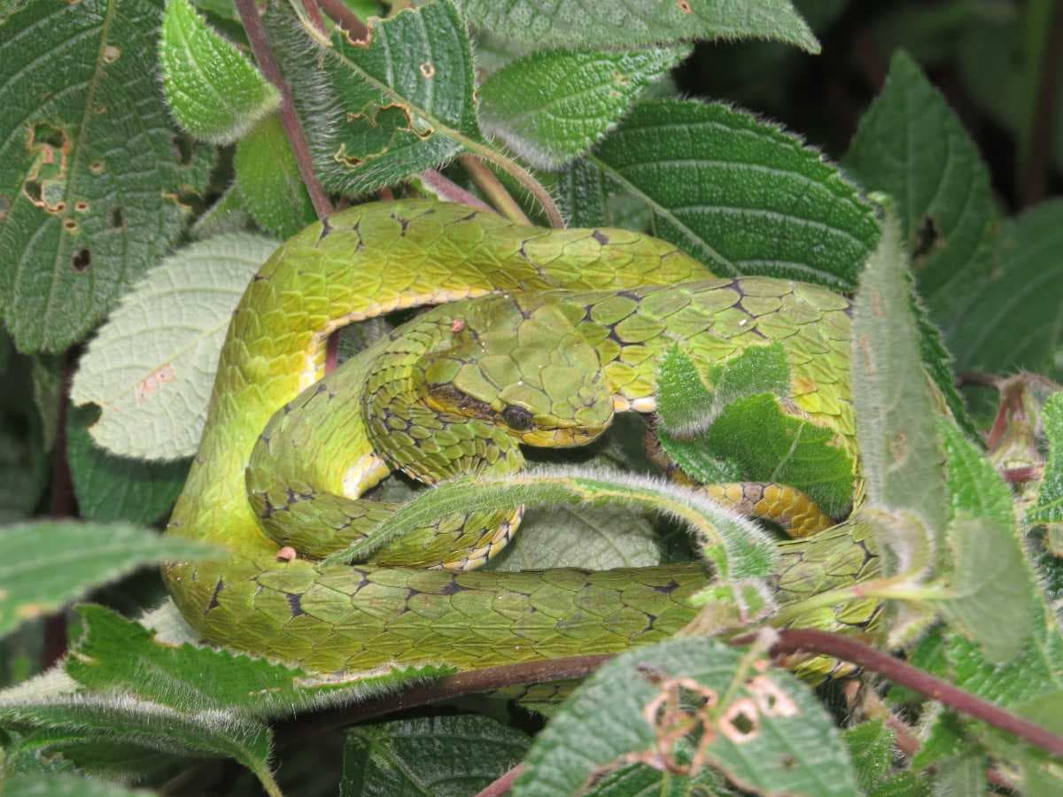 Large Scaled tree viper