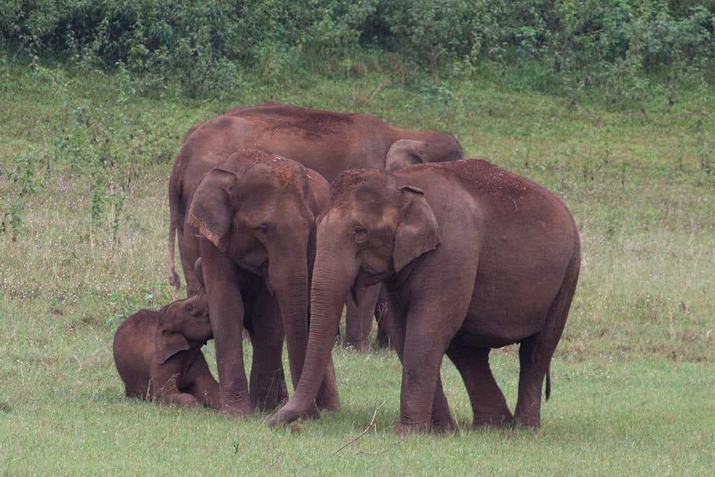 Periyar National Park travel image