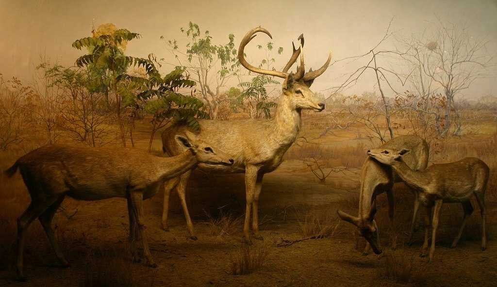 Keibul Lamjao National Park travel image