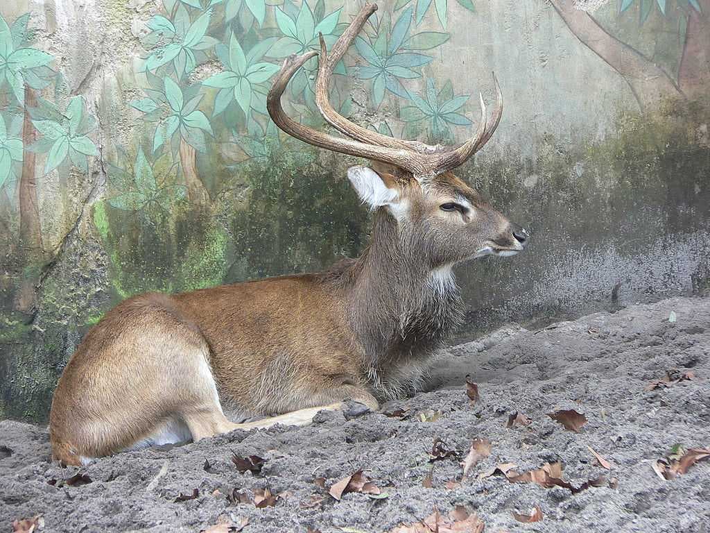 Keibul Lamjao National Park travel image