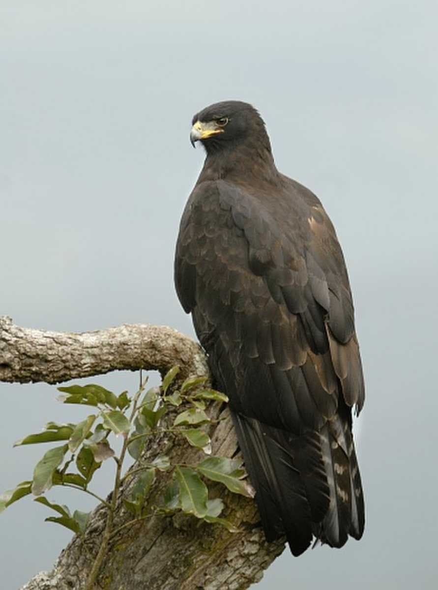 Keibul Lamjao National Park travel image