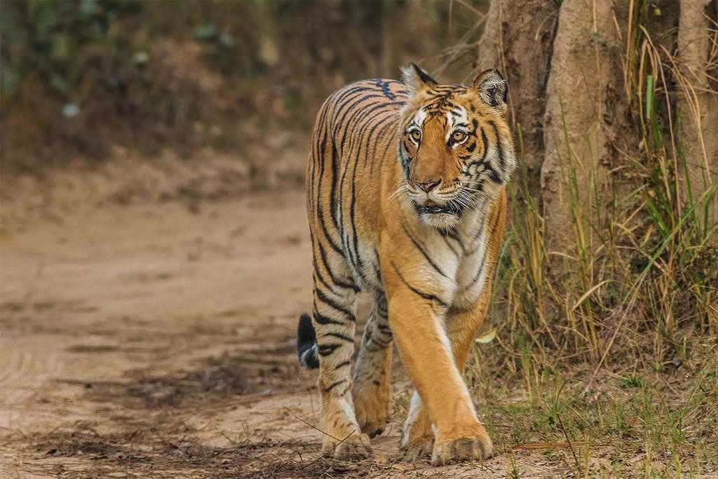 Jim Corbett National Park travel image